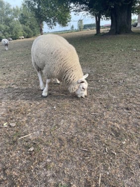 Texelaar schapen