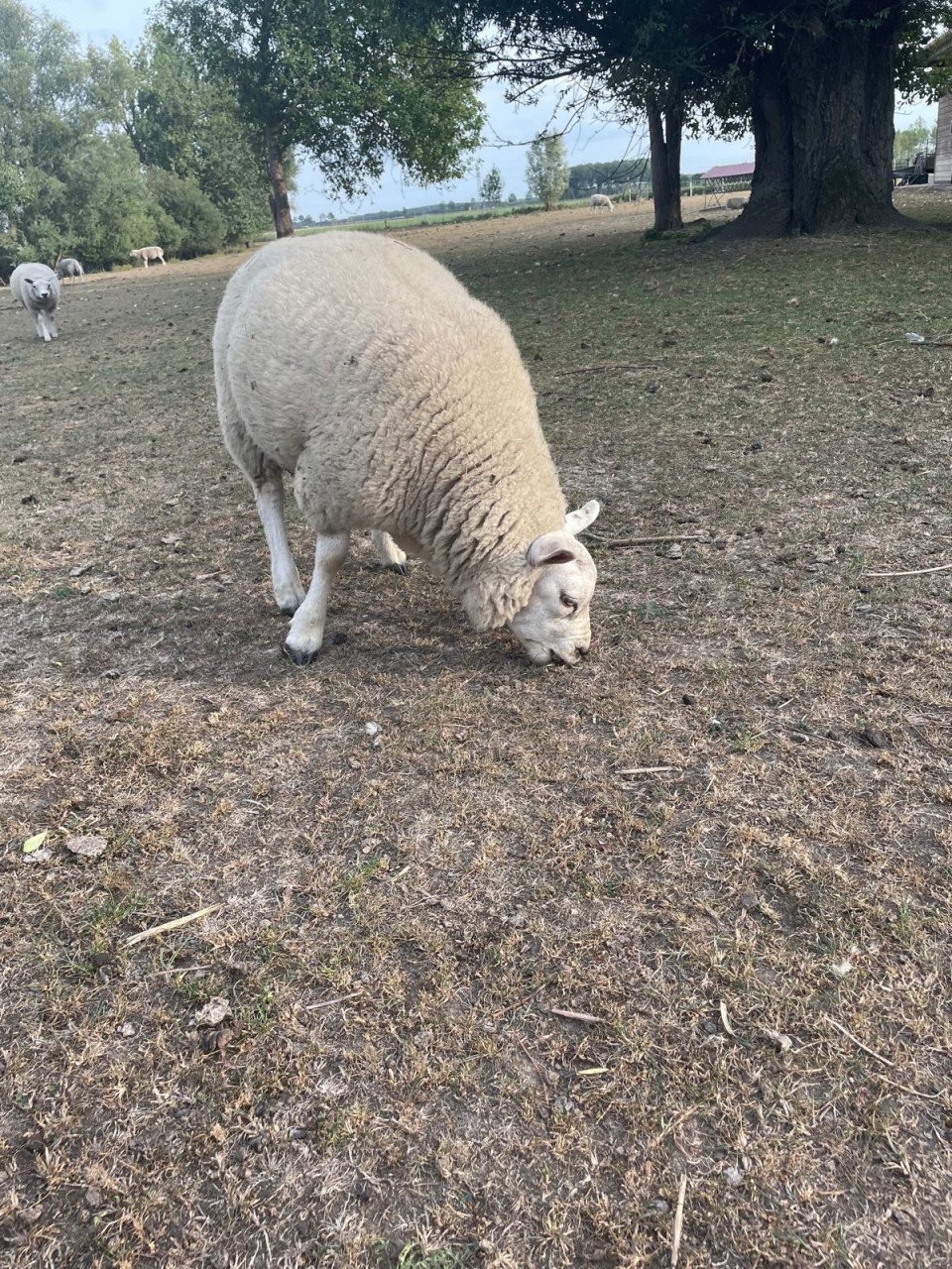 Texelaar schapen
