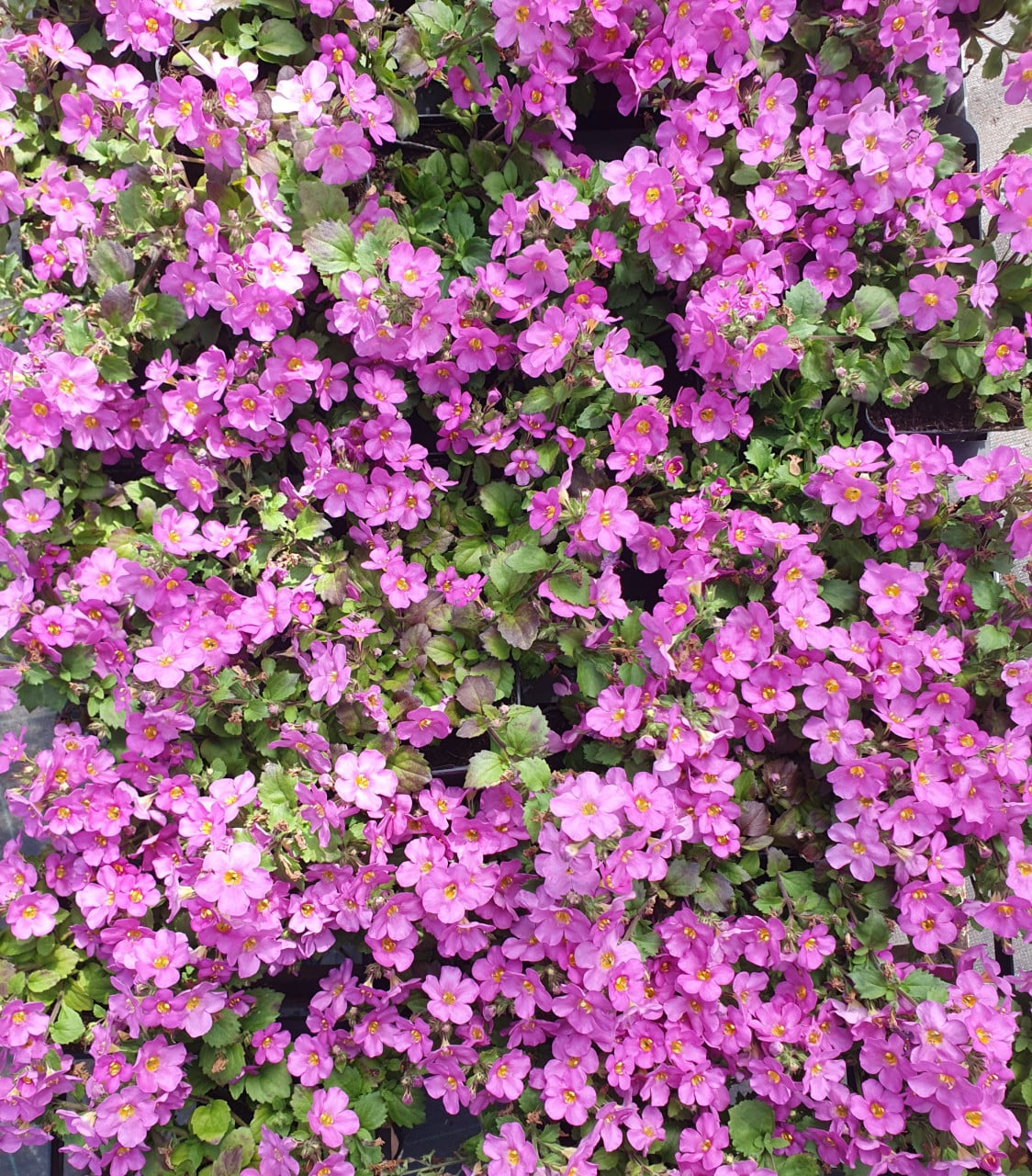 TUINPLANTEN Oudelande