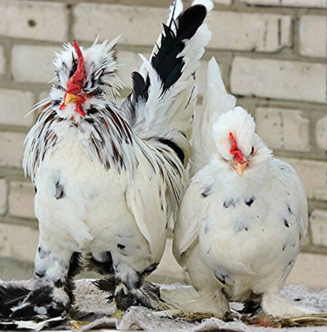 TE KOOP Altai Bantamca kriel hennetjes