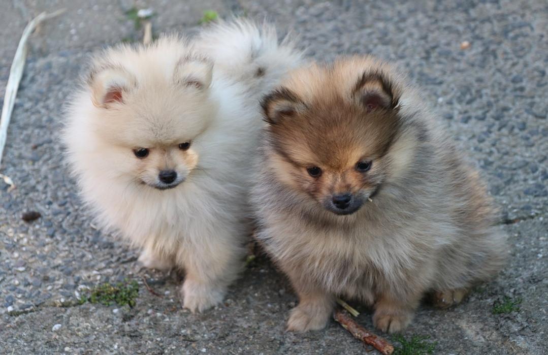 Pomeriaan pups beschikbaar