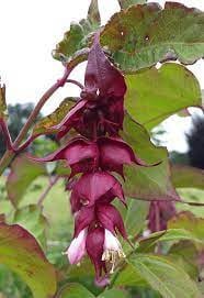 Te koop; plant grootmoeders oorbel fazantenbes tuin