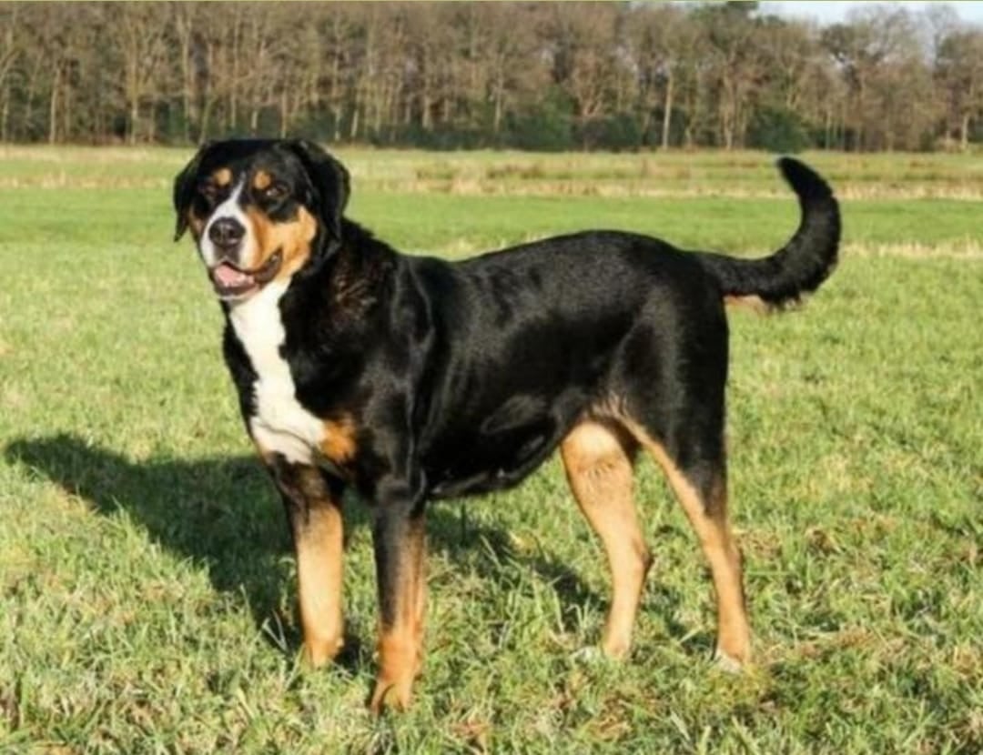 Zwitserse Sennen x Sint Bernard pups