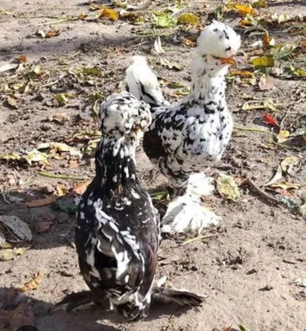 TE KOOP Altai Bantamca kriel hennetjes