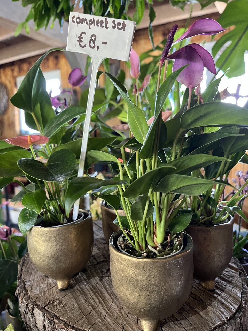 PLANTENKWEKERIJ ‘t GROENE LAND- Moederdagcadeaus