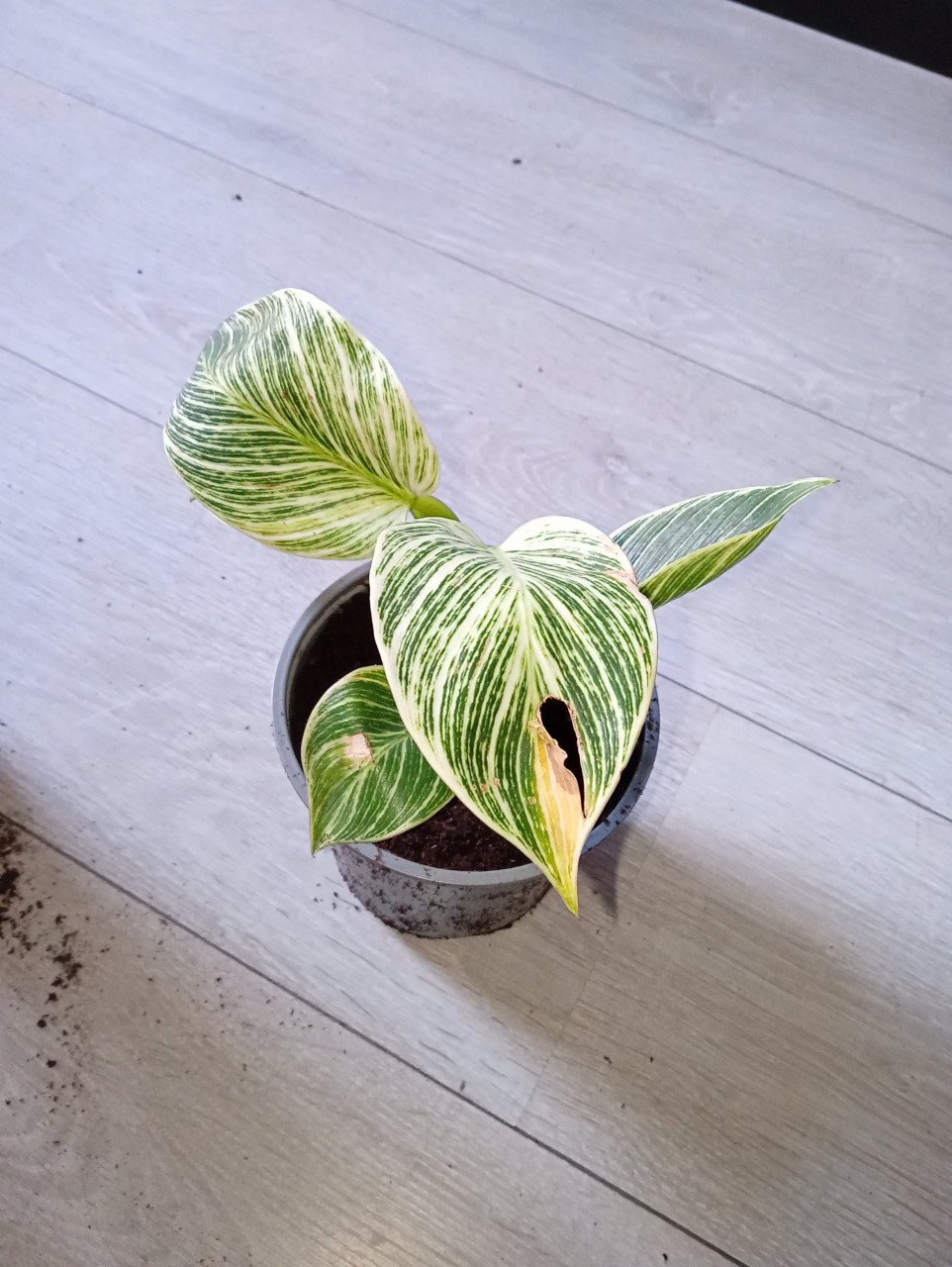Heel veel stekjes van planten