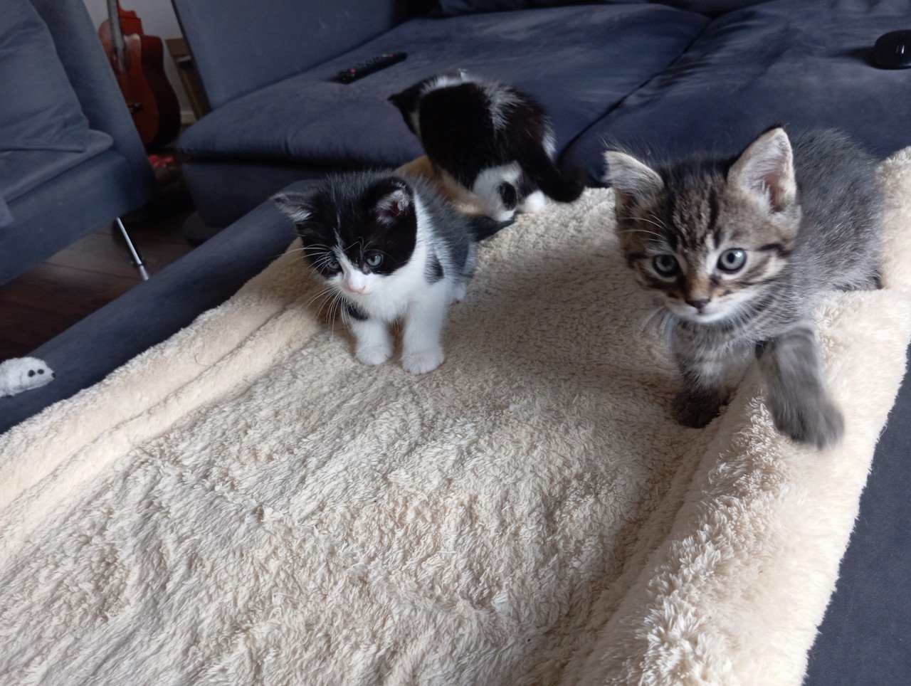 Kitten mannetje