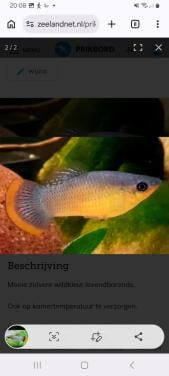 Aquariumvissen Poecillia Mexicana