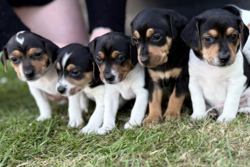Prachtige Boerenfox pup