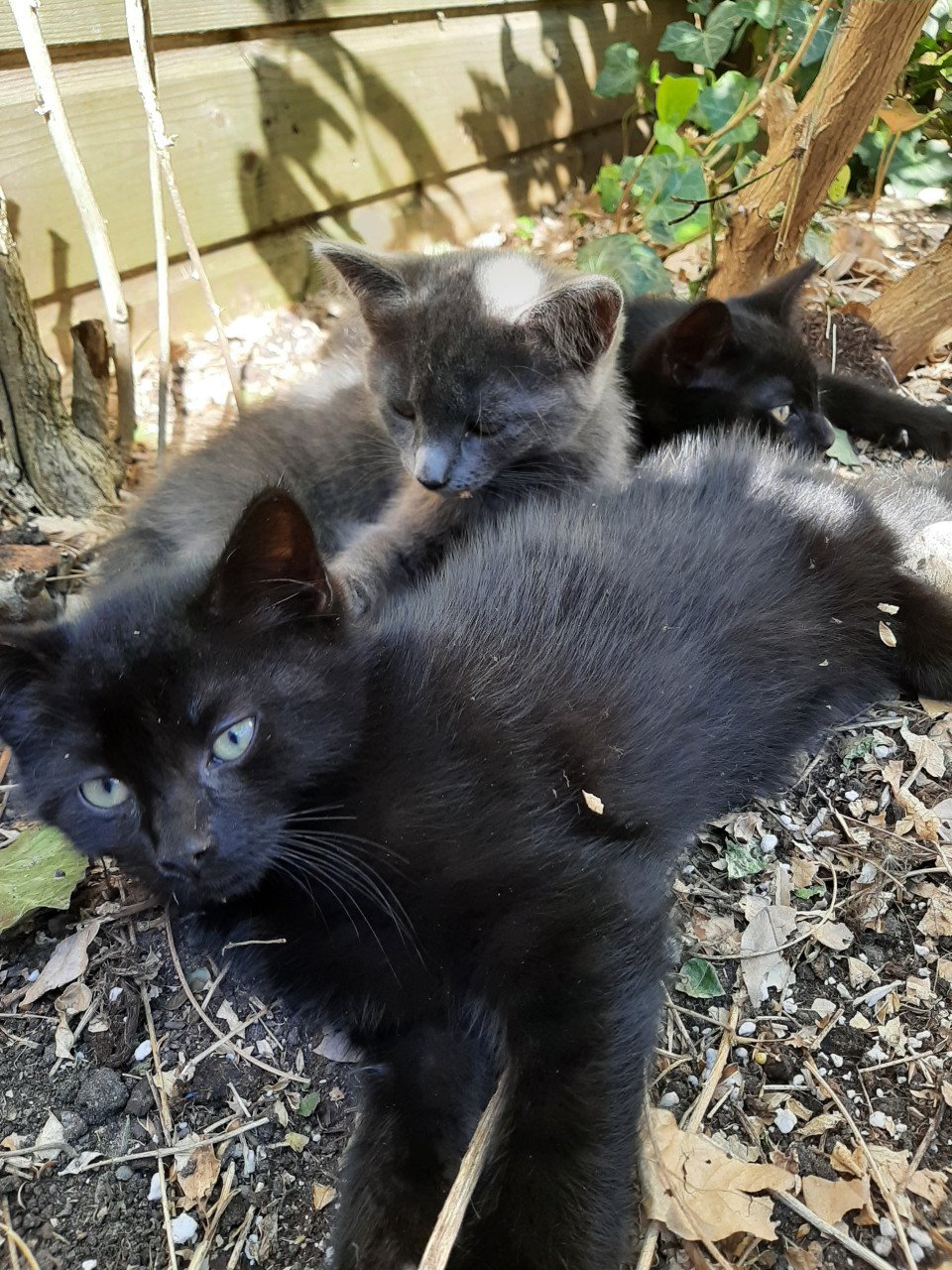 Kittens. Superlief!