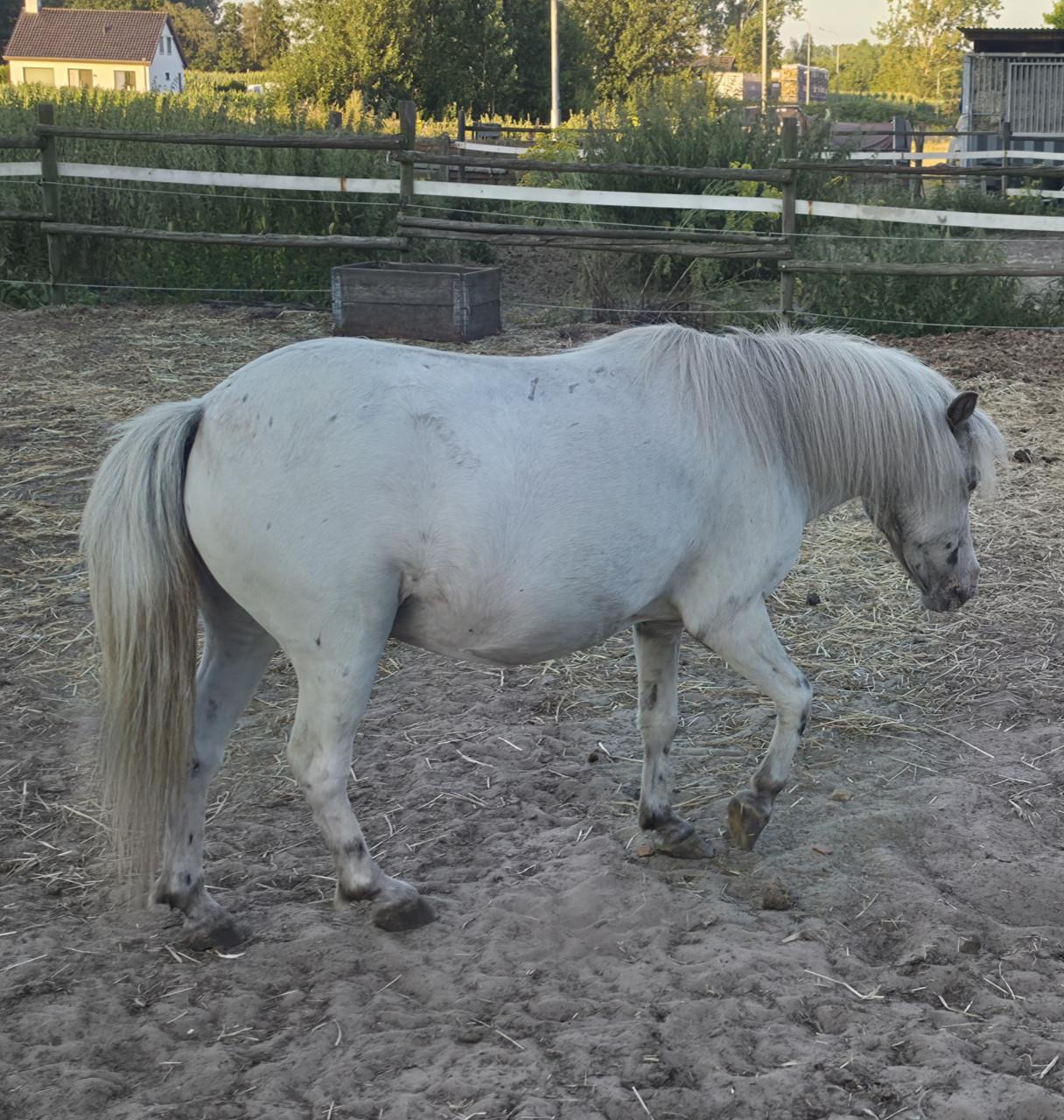 Shetland pony's