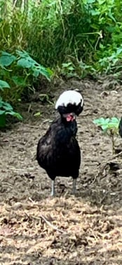 Oudhollandse kuifhoen