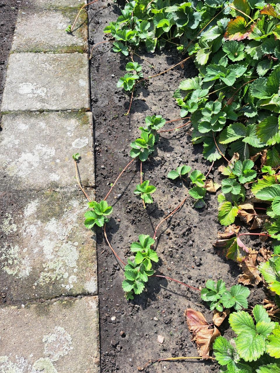 Aardbeien planten  Sonata