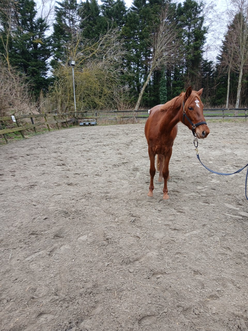 Geocht verorgster voor half arabier van ruim 3 jaar mens vriendelijk paard.