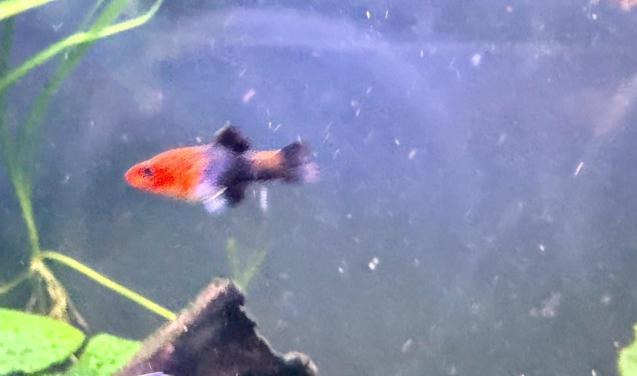 Zwaarddrager jonkies