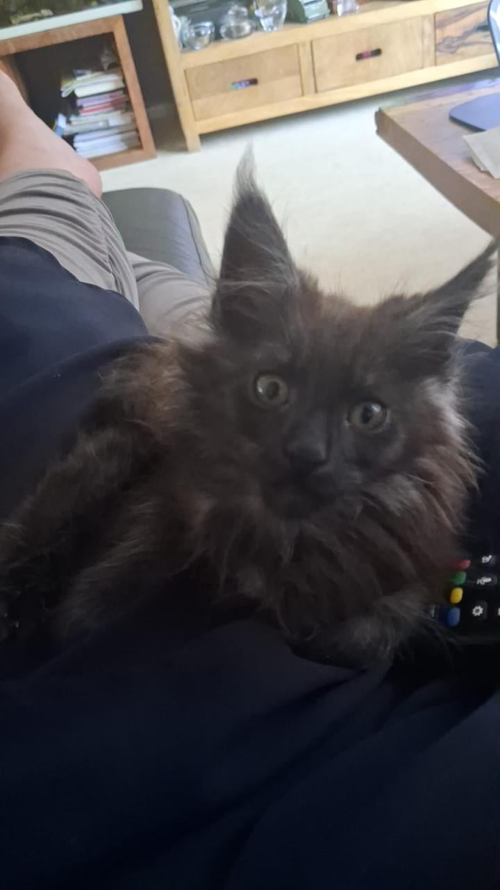 Kittens Maincoons