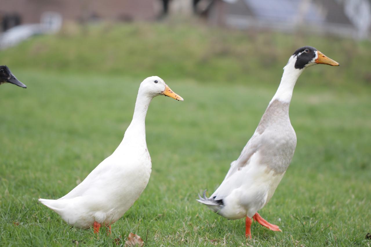 Broedeieren loopeenden