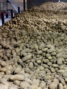 Agria grote friet aardappelen