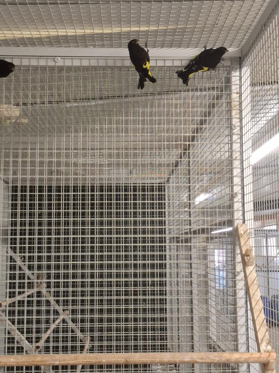 Zwarte sijzen, koppel en 1 losse pop