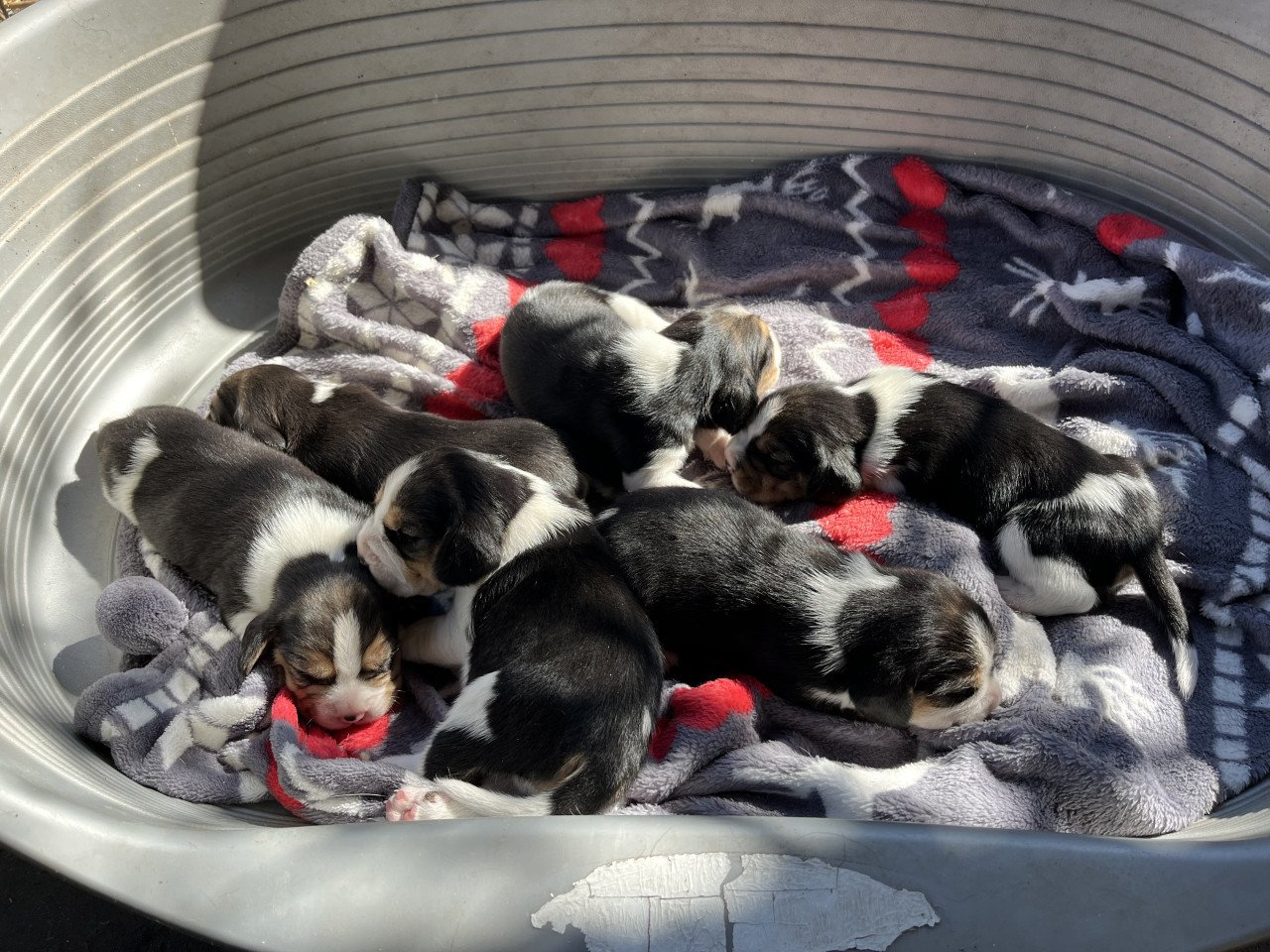 Beagle puppy’s