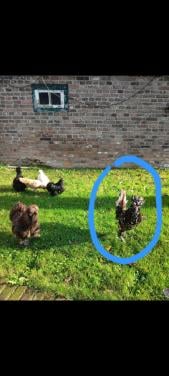 Goed plekje gezocht voor onze haan!