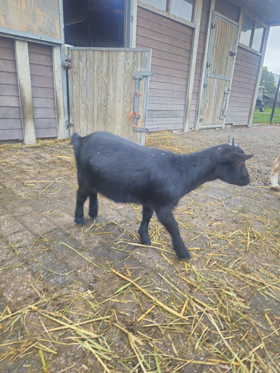 Onze lieve geitjes zoeken een nieuw thuis!