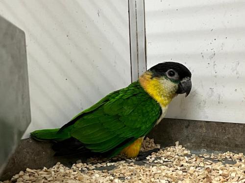 Caique papegaai