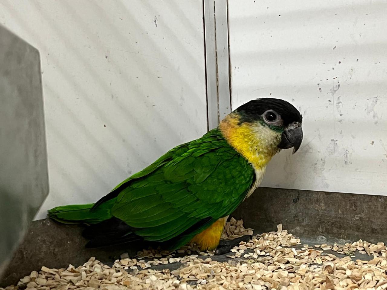 Caique papegaai