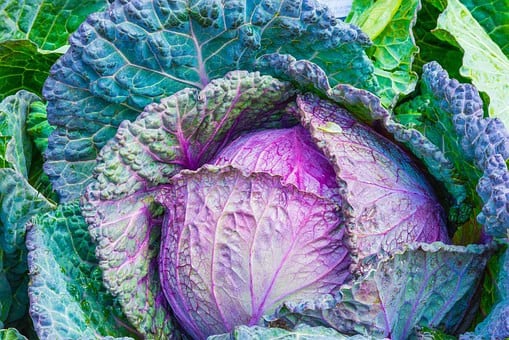 Eigen kweek, dat proef je, moestuinen Middelburg