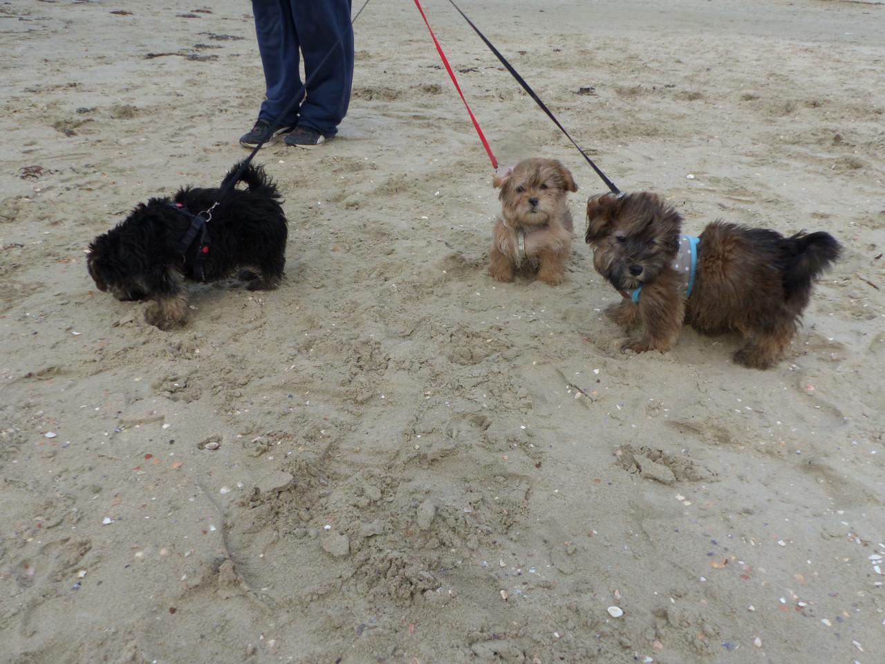Dekreu dekreutje voor kleine gezelschaphonden super leuk super gezond