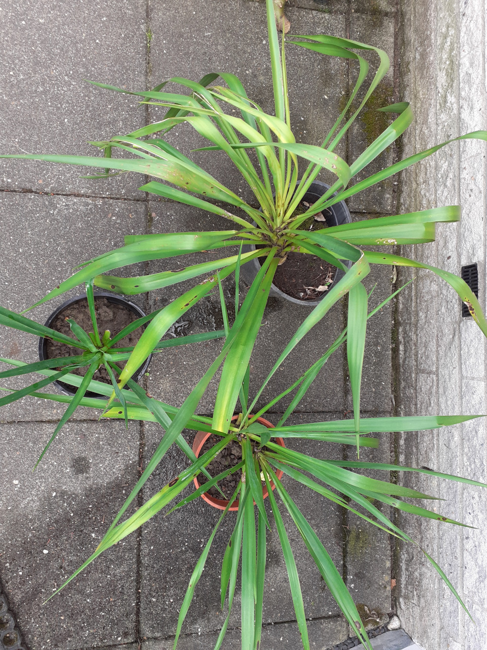 Yucca's