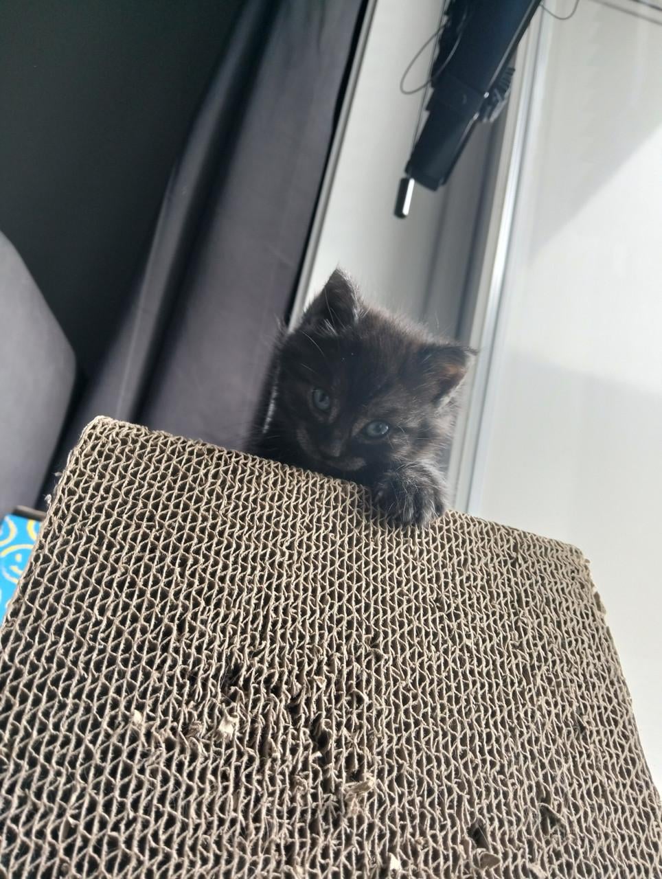 Kitten