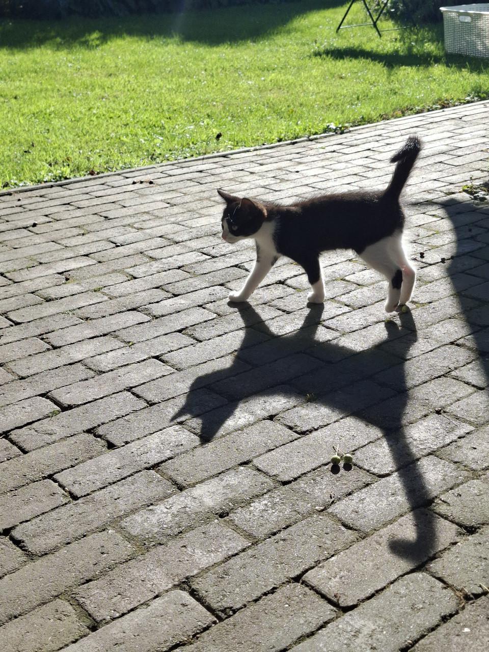 Kitten, vrouwtje, mag per direct weg!