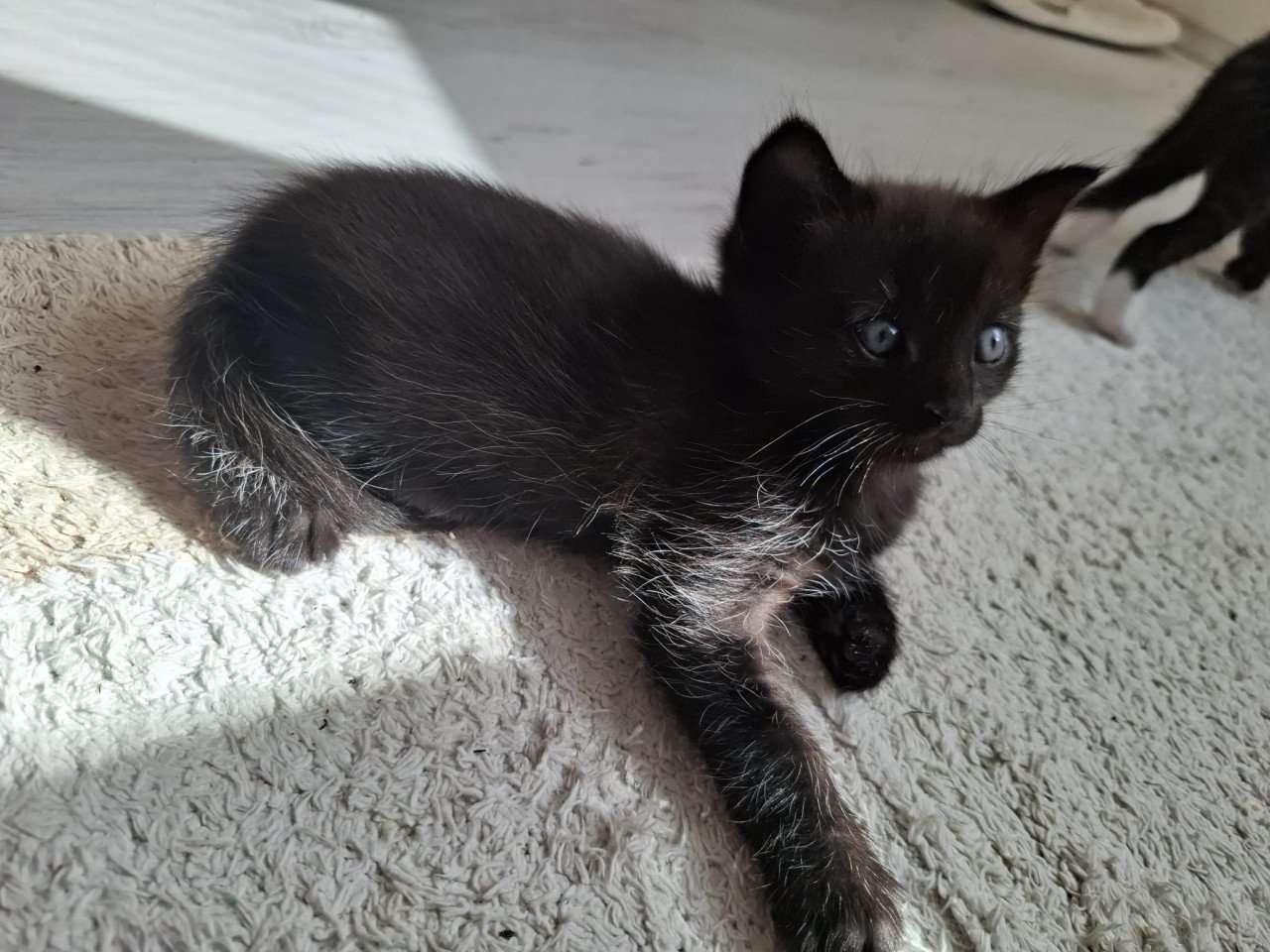 Kittens