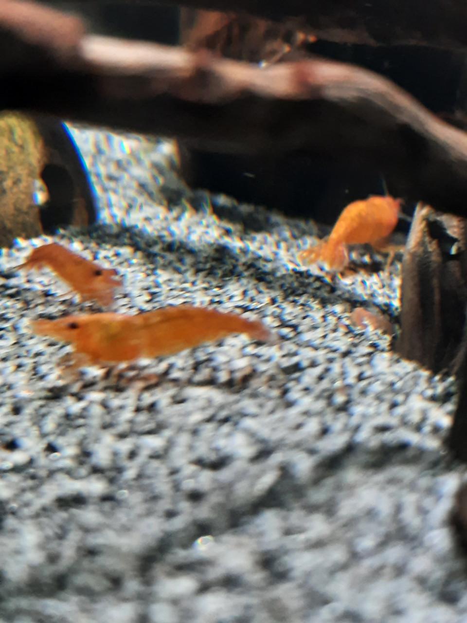 Neocaridina orange