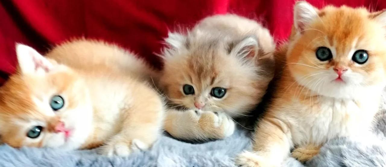 Britse korthaar kittens