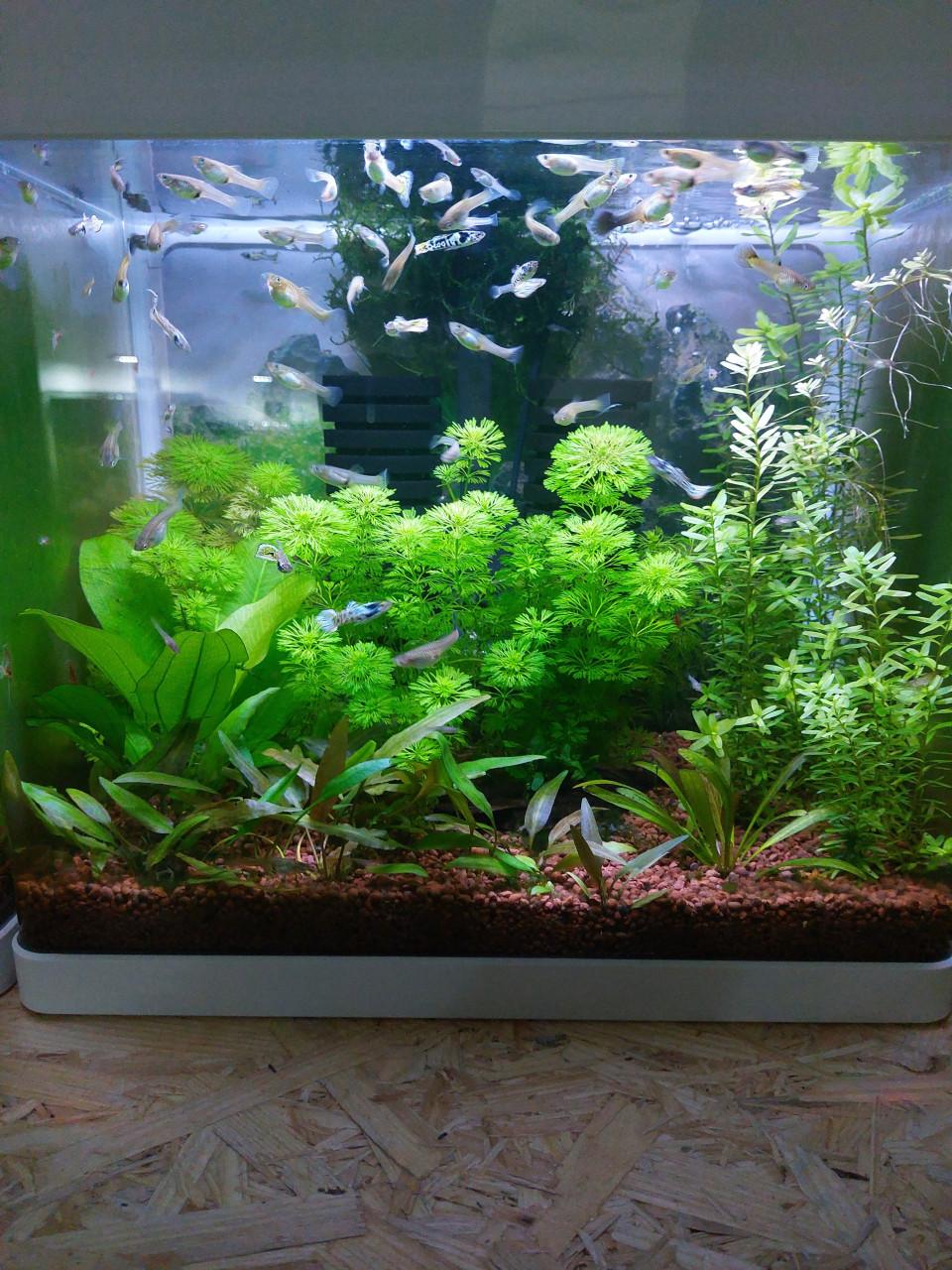 Aquarium planten