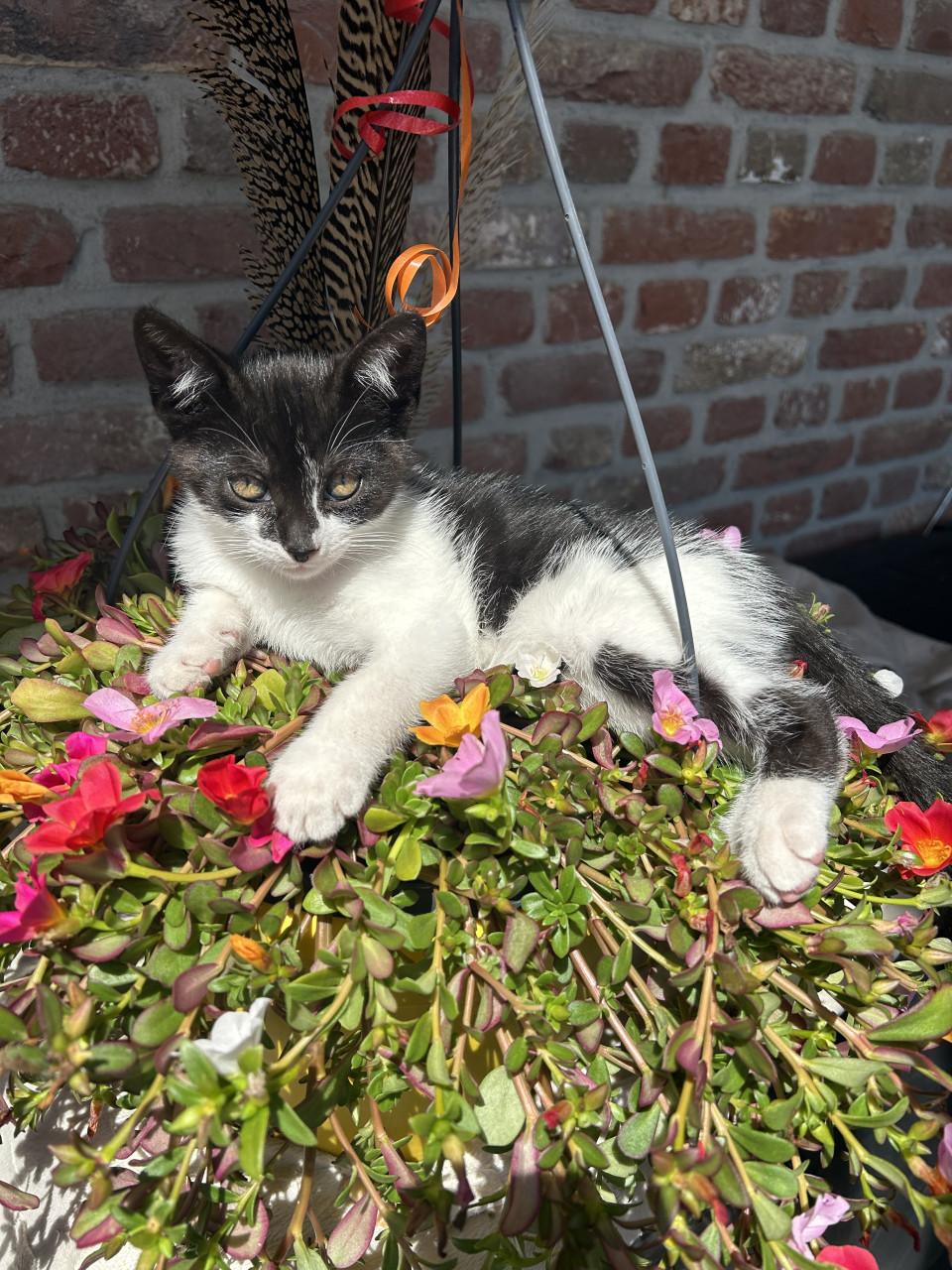 Prachtig kitten 🐈‍⬛😻