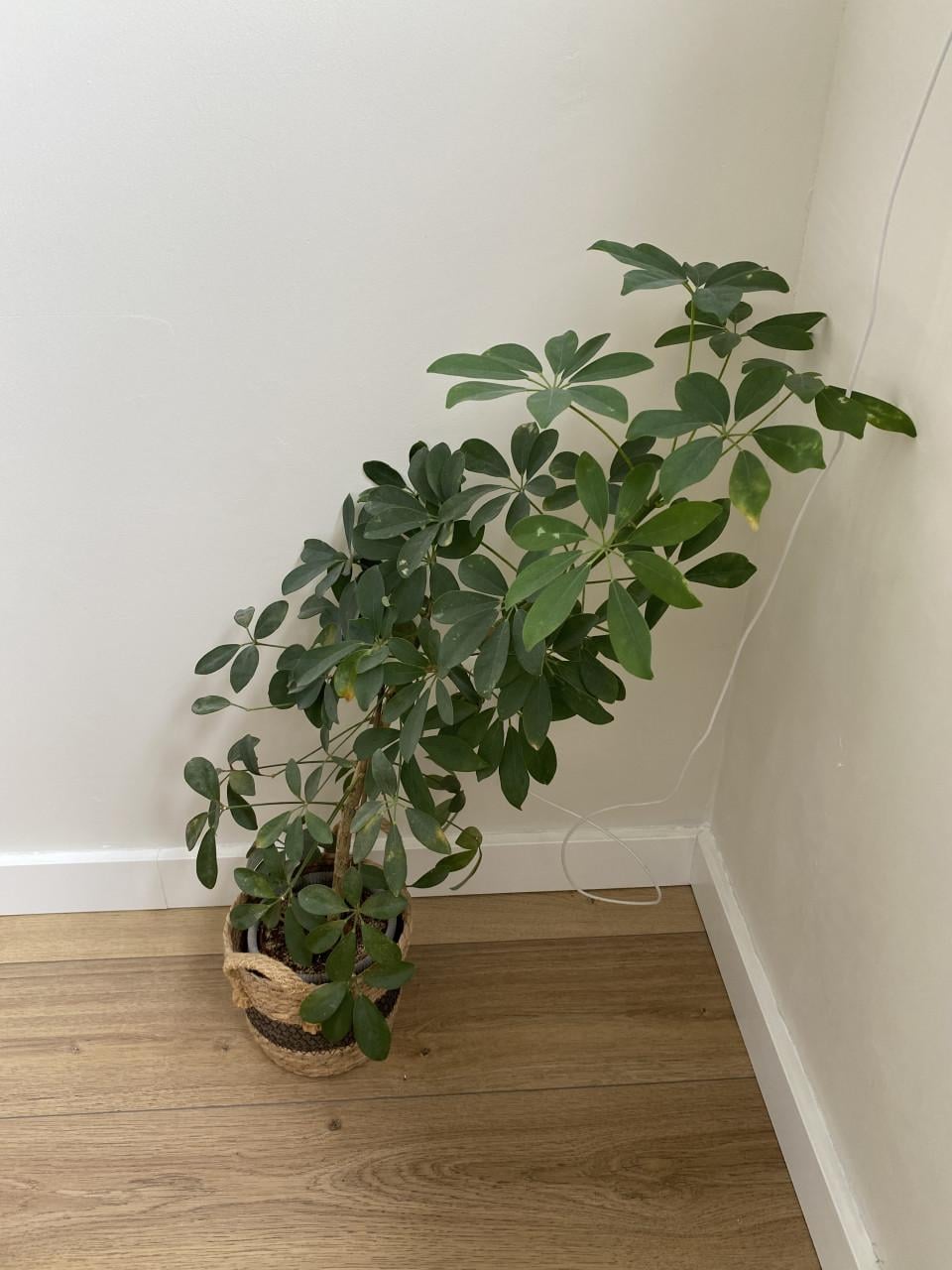 Kamerplanten