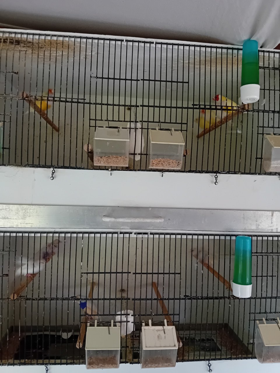 Gouldsamadines