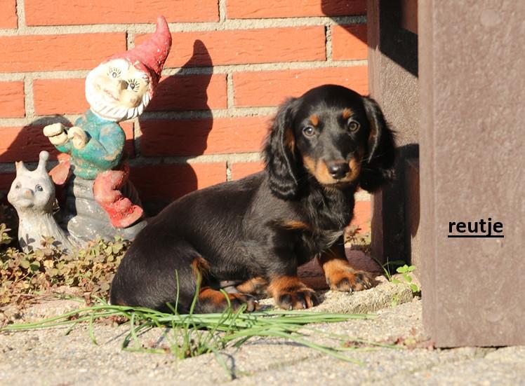Dwerg Teckel pups