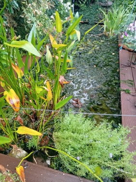 Vijver/zuurstofplanten