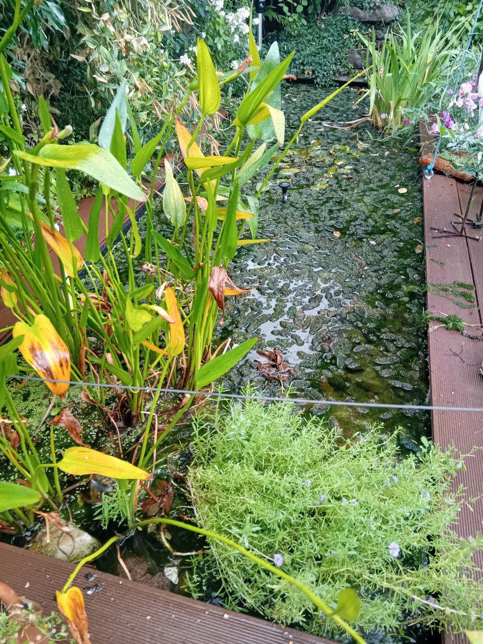Vijver/zuurstofplanten