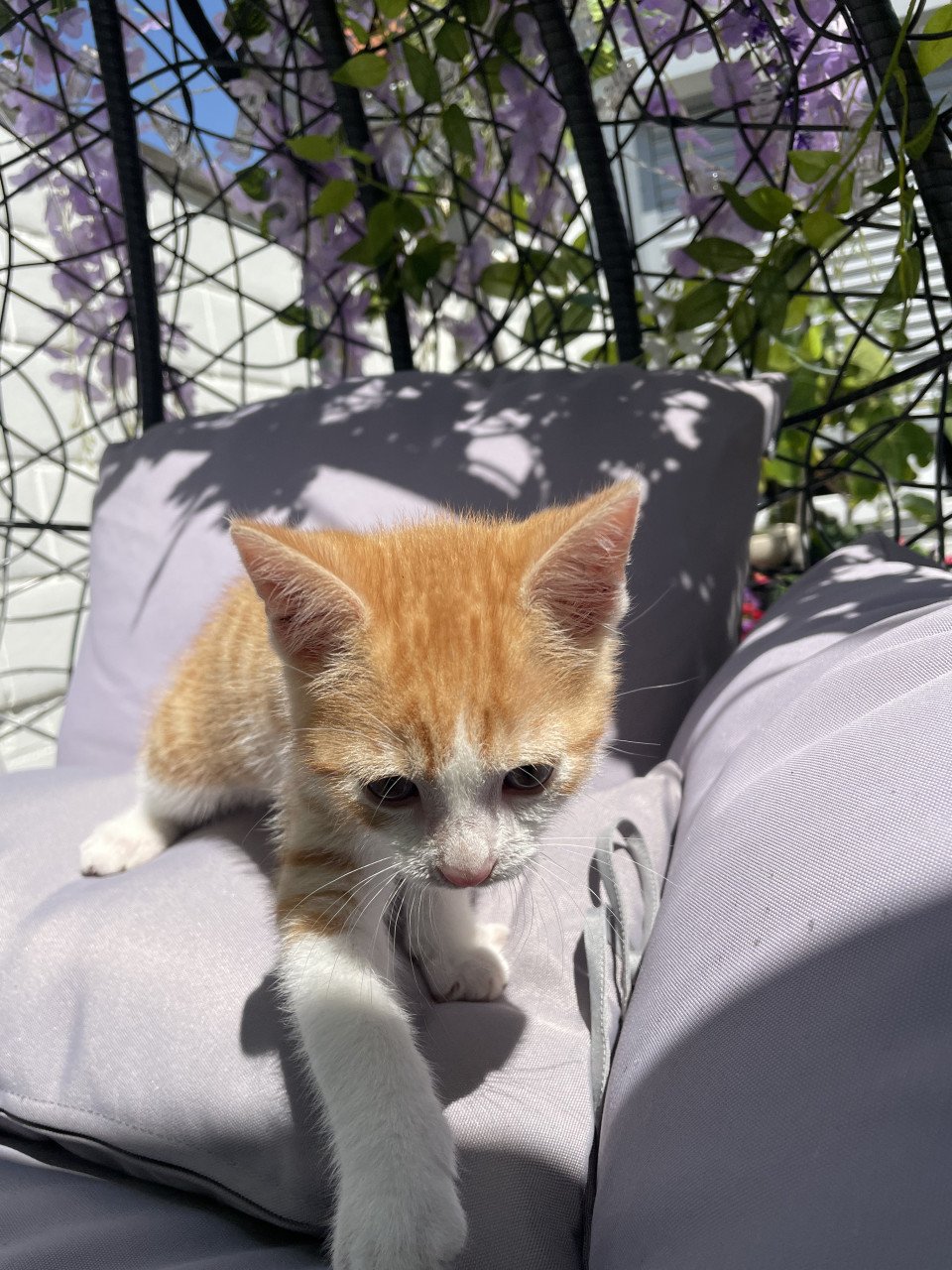 Kittens te koop