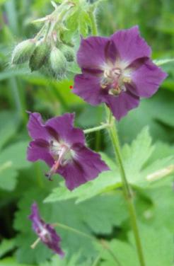 Wilde geraniums donkerrood
