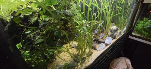 Aquarium
