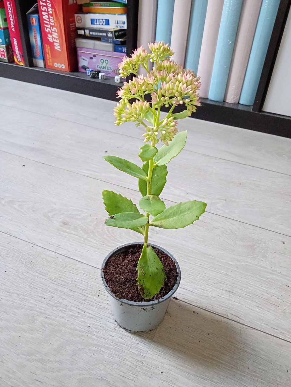 Heel veel stekjes van planten