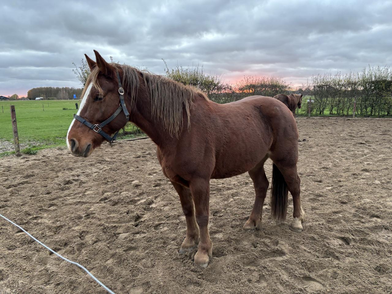 5- jarige lieve merrie te koop