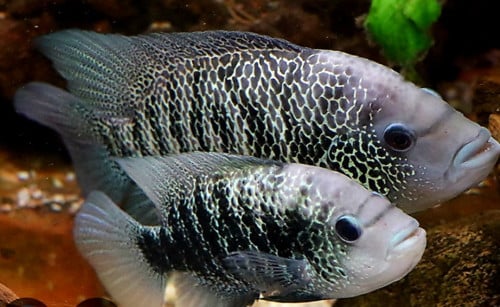 Cichlasoma Beani cichliden