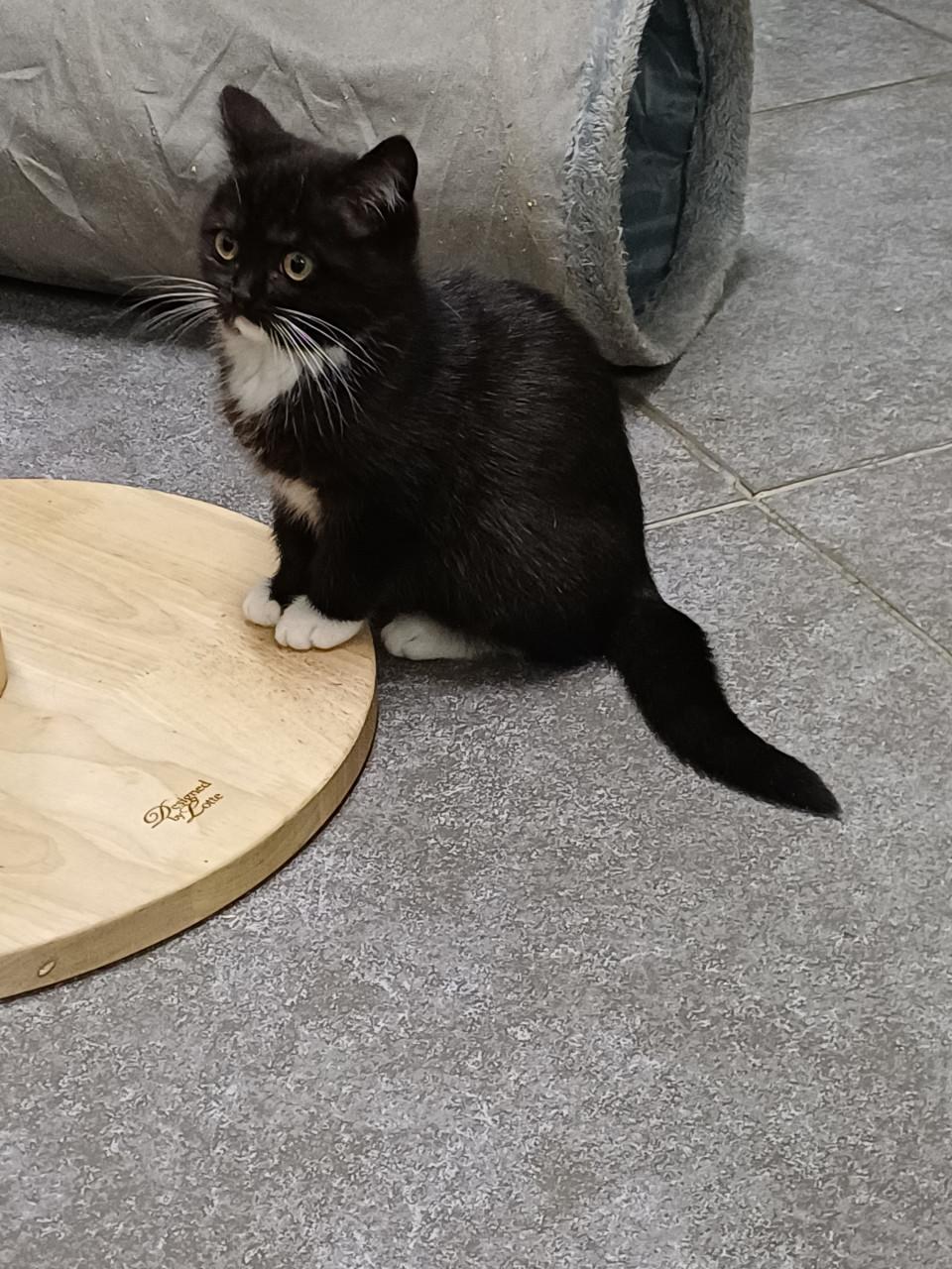 Zeer mooi Brits Korthaar x Ragdoll kitten POESJE
